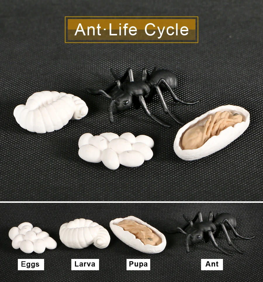 Simulation Ant Life Cycle Toy - 4 Piece Set Shows Life Cycle Of An Ant Figurines Model Action Figures Educational Toys