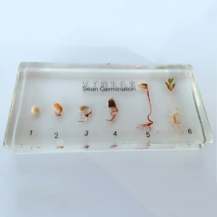 Bean Germination and Growth Process Embedded Specimen Plant Growth History Specimens Models Biology Botany Teaching Aids