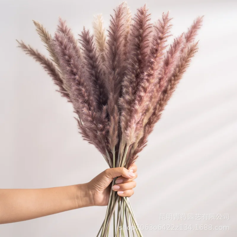 30pcs Natural Dried Flower Pampas Grass Flower Bunch Dekoration Reed Artificial Phragmites  Plants Wedding  Decoration Home Deco