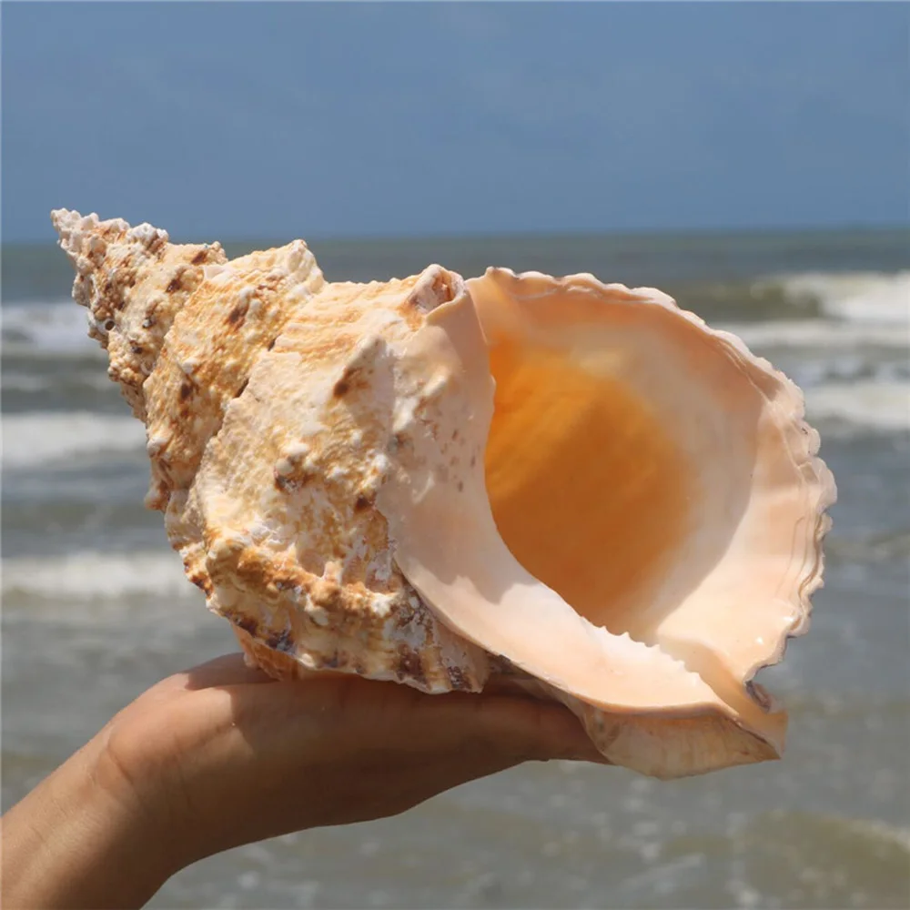 1pcs big size natural Conch sea shell Big conch shell for home decoration or gift