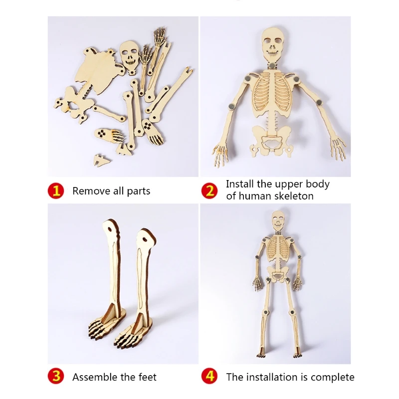 DIY Human Skeleton Model Anatomy STEAM Puzzle Developmental Toy Structure Recognition Teaching Montessori Toy Kids Gift