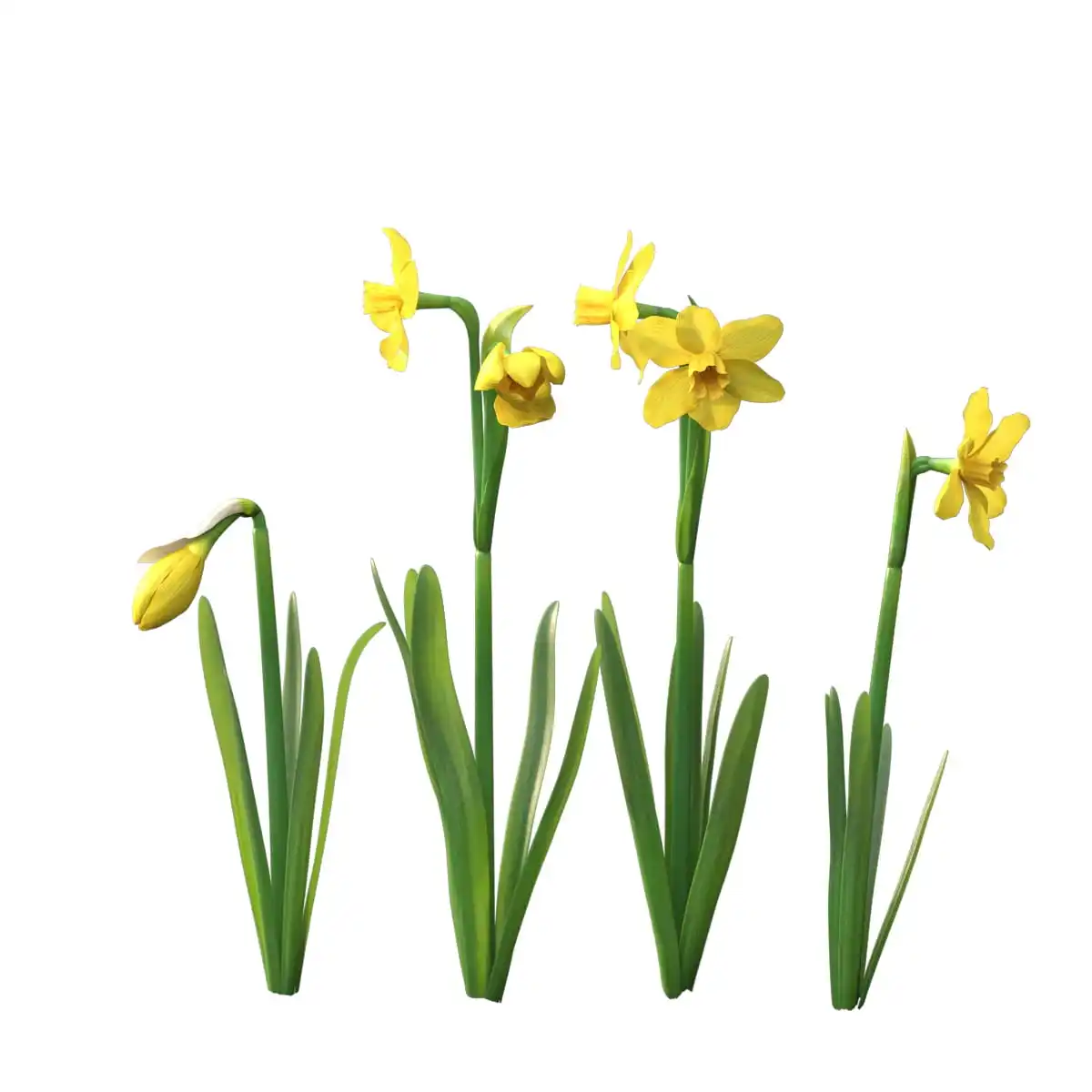 oroaroma natural Narcissus essential oil Efficacy of essential oil Promote skin absorption Narcissus oil