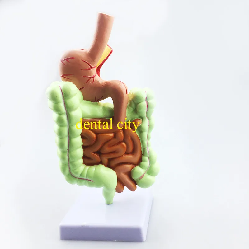 Human Digestive system Stomach anatomy model the large intestine Cecum rectum dental teaching supplies