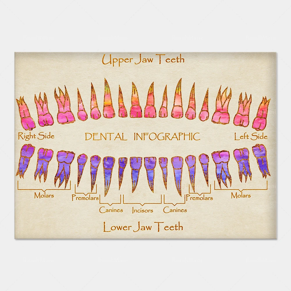 Dental clinic decoration, human teeth, tooth row print, tooth anatomy art poster, medical decoration, tooth root poster, molar i