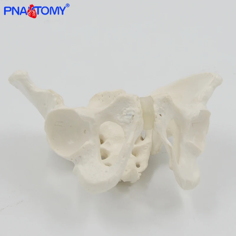 Mini Pelvis Model Human Skeleton Model Specimen Hip Skeleton Anatomy Medical Tool school Used 1:2 Pubis Skeletal Educational