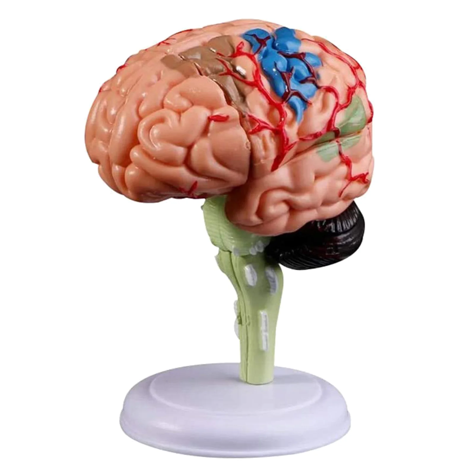 Human Brain Model Removable Anatomical Human Internal Brain Model Medical Sculptures Teaching Tool Model Home Decor Accessories