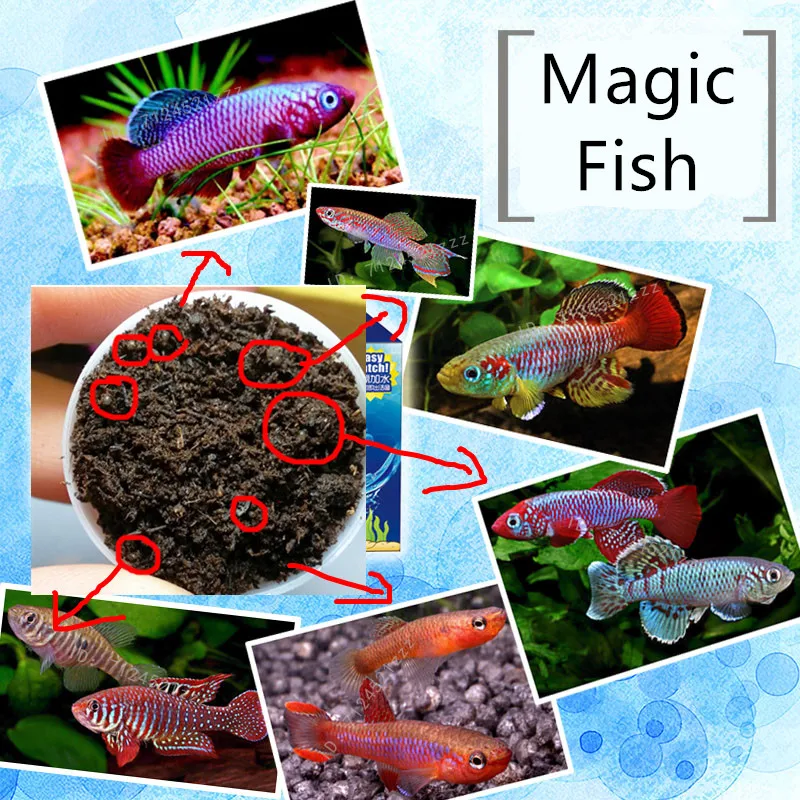 

Electronics Magnifier for Adult Magic Killifish Egg Fish Scientific Observation​ 1000X LCD Digital Microscope 200MP Repair Toys