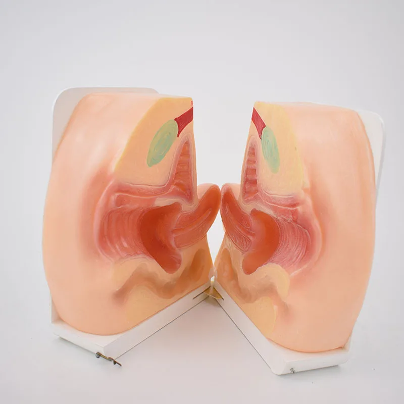 1:1 Life Size Female Internal External Reproductive Model Uterus Postpartum Pelvic Repair Display Teaching Aids