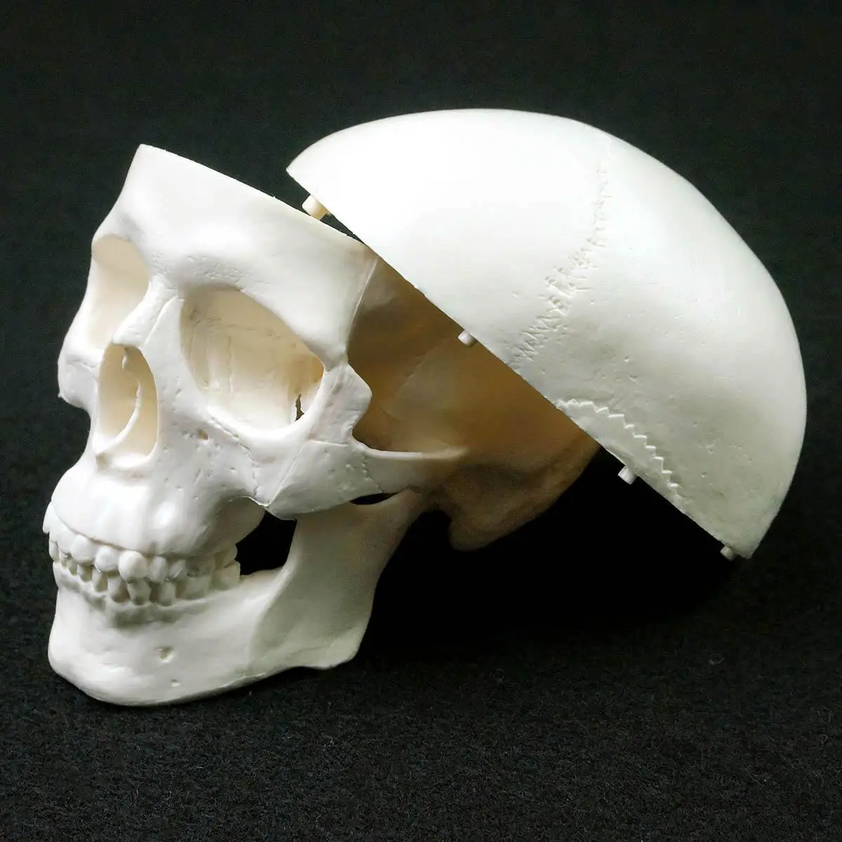 Mini Skull Human Anatomical Anatomy Head Studying Anatomy Teaching Supplies Skull Model Human Anatomical Model Medicine