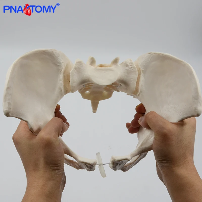 Human anatomy features hip, Sacrum and tailbone Scientific female pelvis model, Movable,Elastic cord link, Life size pelvis,