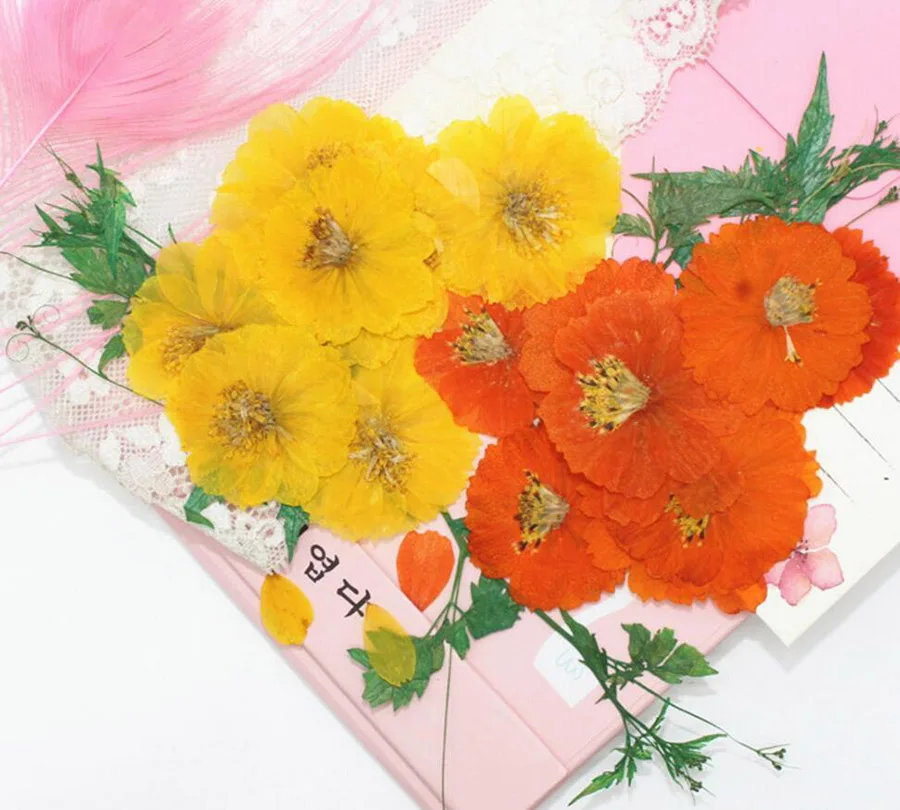 250pcs Pressed Dried Cosmos Sulphureus Cav. Flower Plant Herbarium For Jewelry Postcard Phone Case Bookmark Scrapbook DIY