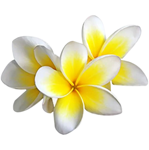 Plumeria Petals  Veiners Silicone Mold Fondant Cake Decorating Tool Gumpaste Sugarcraft Mould M2141