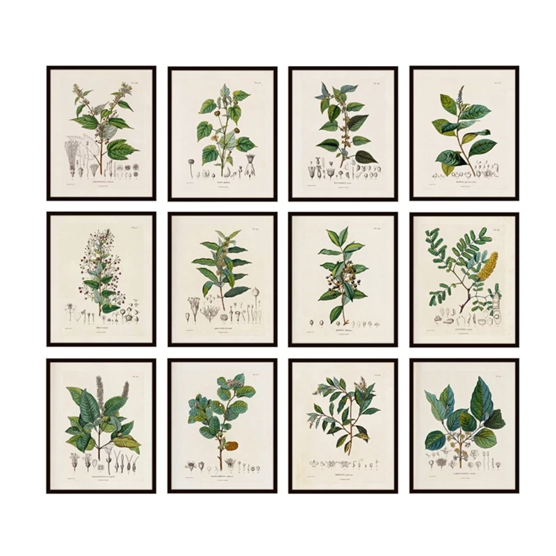 Antique French Plant Illustrations Vintage Posters and Prints Botanical Studies Wall Art Pictures Canvas Painting Wall Decor