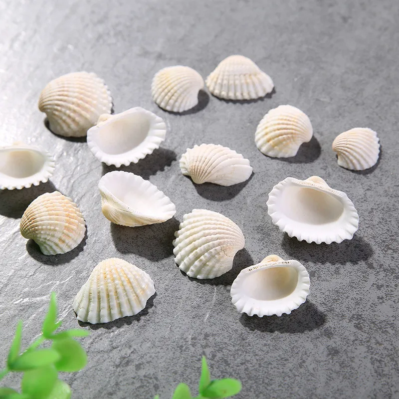 Natural White Shell for Aquarium Decoration, Fish Tank Decor, Bottom Setting, Supplies, 250g per Lot