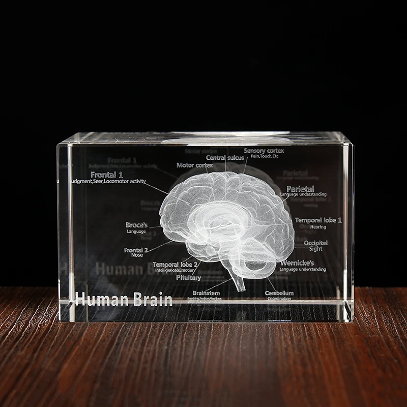 3D Human Anatomical Model Crystal Laser Brain Sculpture Cube Paperweight Figurines Thinking Medical Science Gift