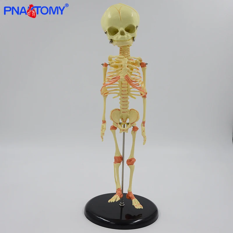 

Infant Skeleton Model 37cm Baby Skeleton Model Movable Research Model Skeleton Anatomical Teaching Study Display