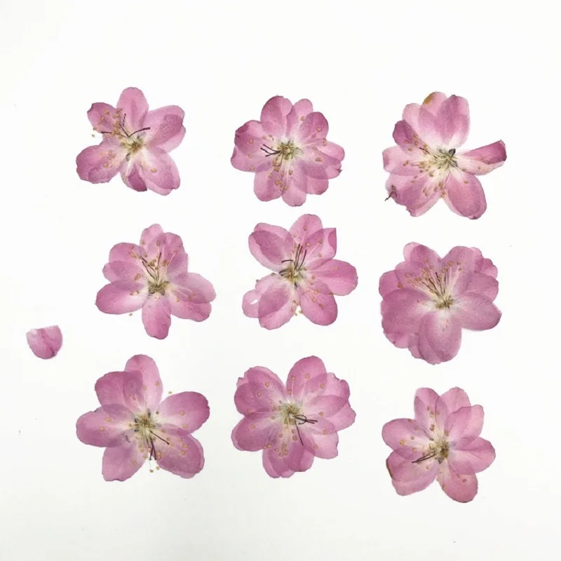 

120pcs Pressed Dried Cerasus Cherry Blossoms Flower Plant Herbarium For Jewelry Photo Frame Phone Case Bookmark Making DIY