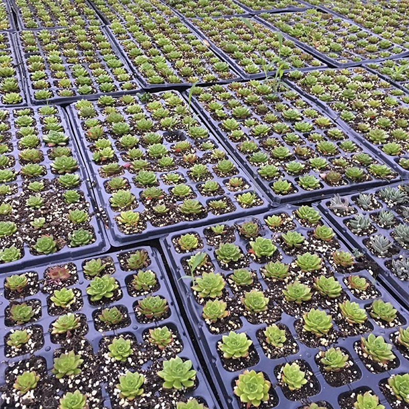 

200Cells Seedling Growing Cases Germination Plant Propagation Nursery Seed Tray