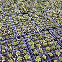 200Cells Seedling Growing Cases Germination Plant Propagation Nursery Seed Tray