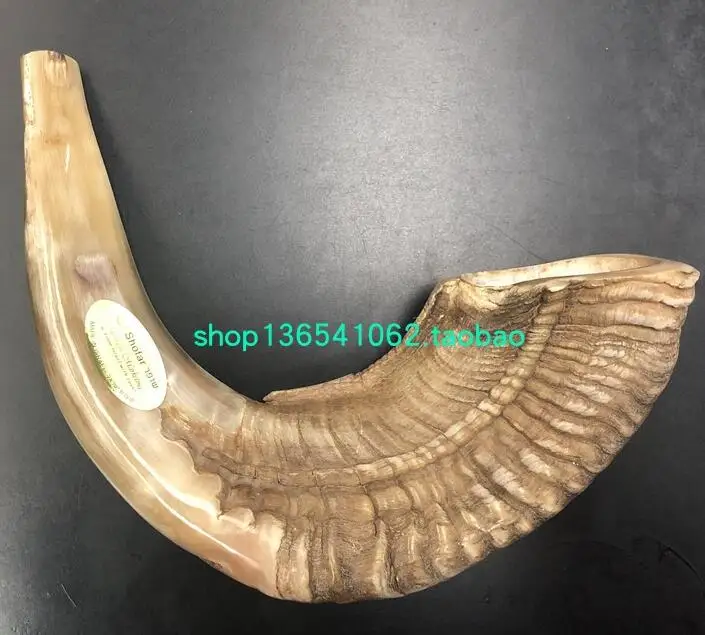 Israel Shofar Sheep Horn Judaism 42cm Polishing Tradition Mishaan 18Inch