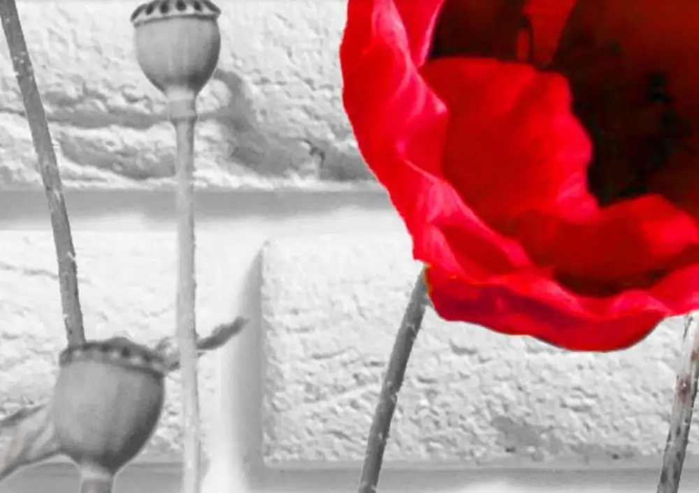 Milofi custom 3D wallpaper mural black and white retro brick wall poppy flower background wall decoration painting wallpaper