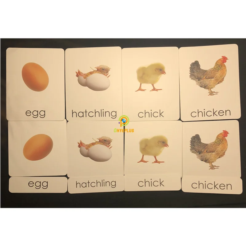 Montessori Educational Toy Life Cycle of Chick Figures Cards Tray Board Biology Materials Early Learning Toys for Children