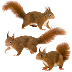 Three Ratels QD115 Witty and lovely little squirrel HD animal sticker kid's bedroom decoration