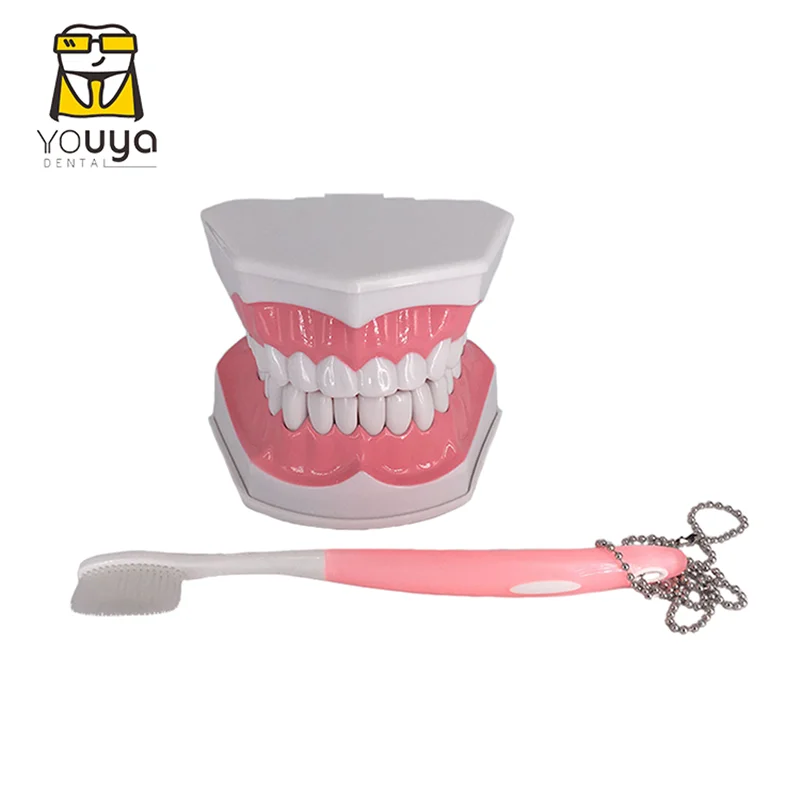 Standard Dental Teaching Model Study On The Structure Of Oral Teeth Dentist Educational Demonstration Tool For Brushing Teeth