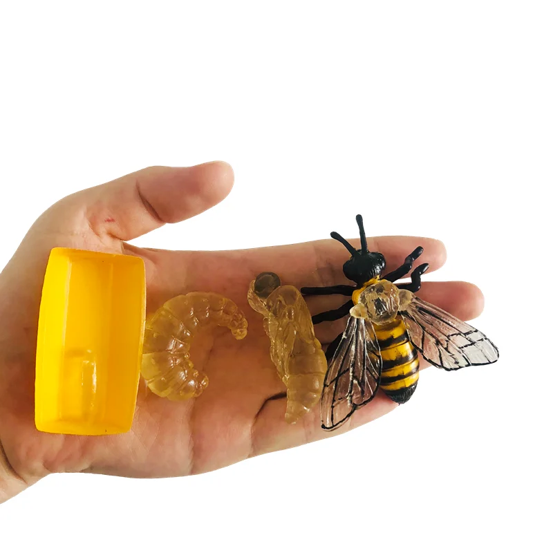 Life Cycle of Bee Montessori Biology Materials Models/ Cognitive Card/ Tray/ Wooden Board Kids Learning Tools Early Education