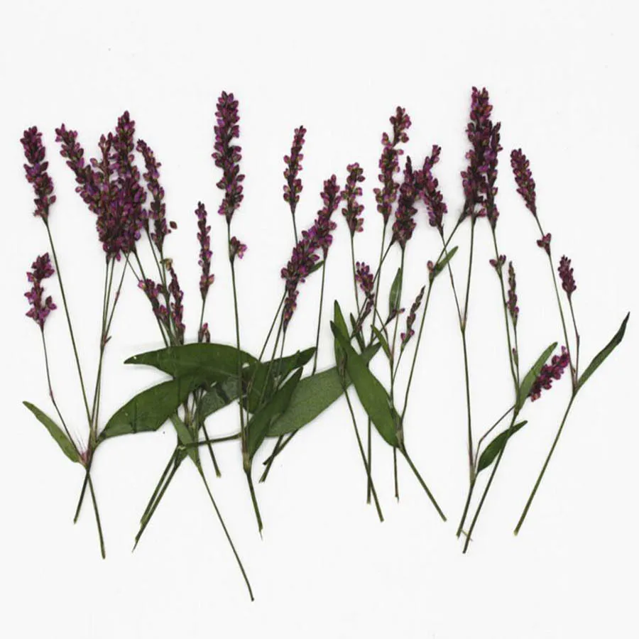 60pcs Pressed Dried Polygonum Hydropiper Flower Plant Herbarium For Jewelry Bookmark Postcard Phone Case DIY Making Accessories
