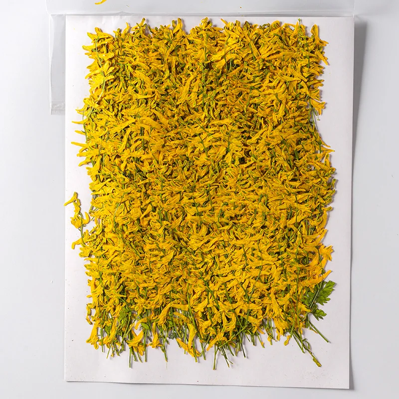 250pcs Pressed Dried Parrot Flower With Stem Plants For Epoxy Resin Pendant Necklace Jewelry Making Craft DIY Accessories