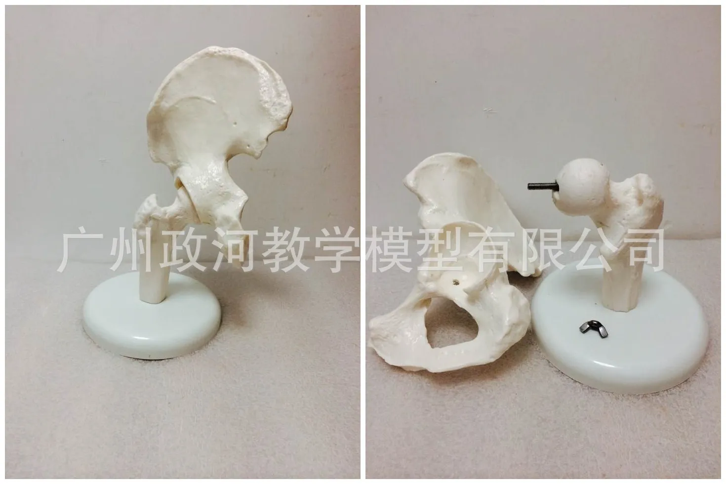 1:1 Life Size Human Hip Ligament Model Anatomical Bone Skeleton Doctor-patient Communication Medical Tools Supplies