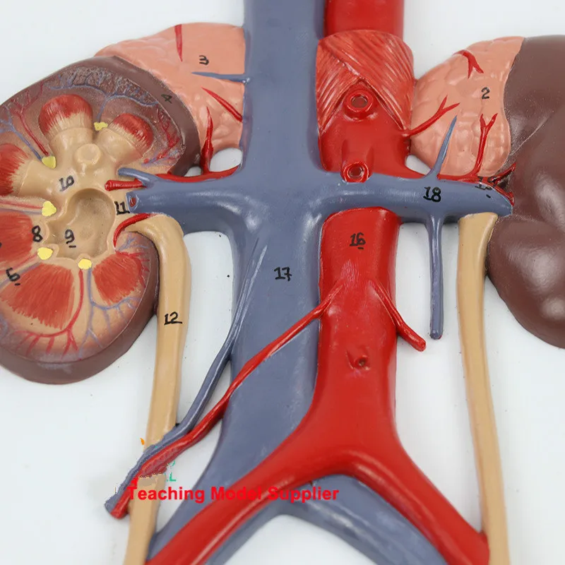 Human Anatomy Bladder Catheterization Renal Urinary System Model Kidney Model Arteriovenous Model Medical Teaching