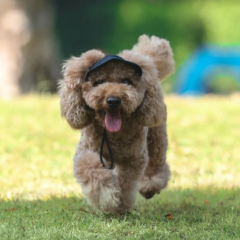 Pet Hat with Ear Holes Cute Baseball Cap for Large Medium Small Dogs Summer Dog Cap Sun Hat Outdoor Hiking Pet Products