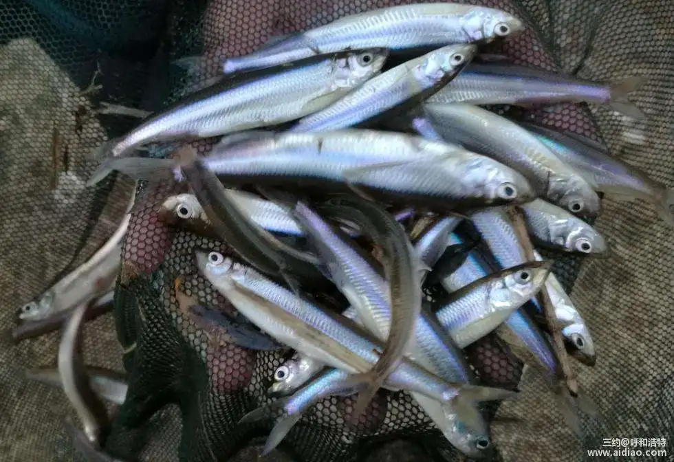 Cá Nhỏ Giết Chết Máy 1-3 Pcs/s Công Suất Chế Biến Cá Máy Tự Động