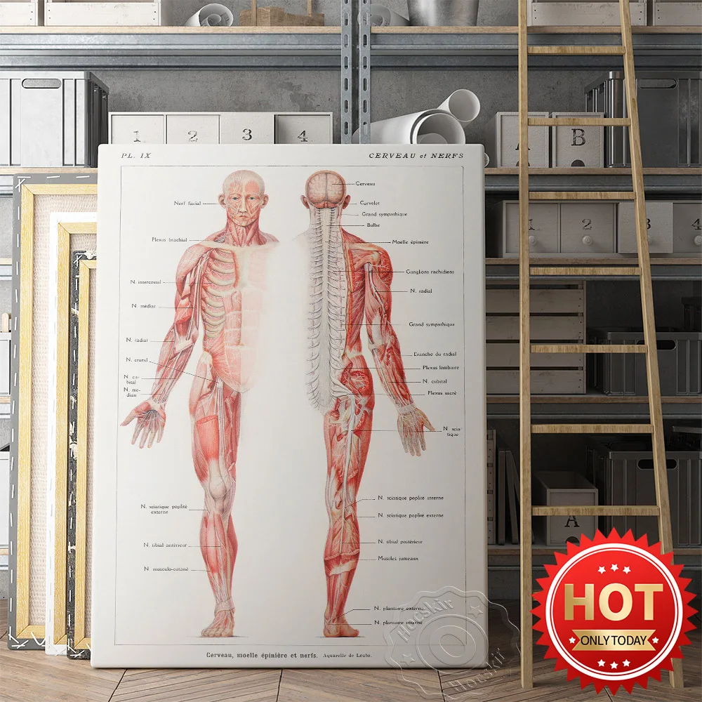 Nervous System Skeleton Body Organ Muscle Prints Poster, Anatomical Human Wall Picture, Hospital Doctor Office Wall Decor