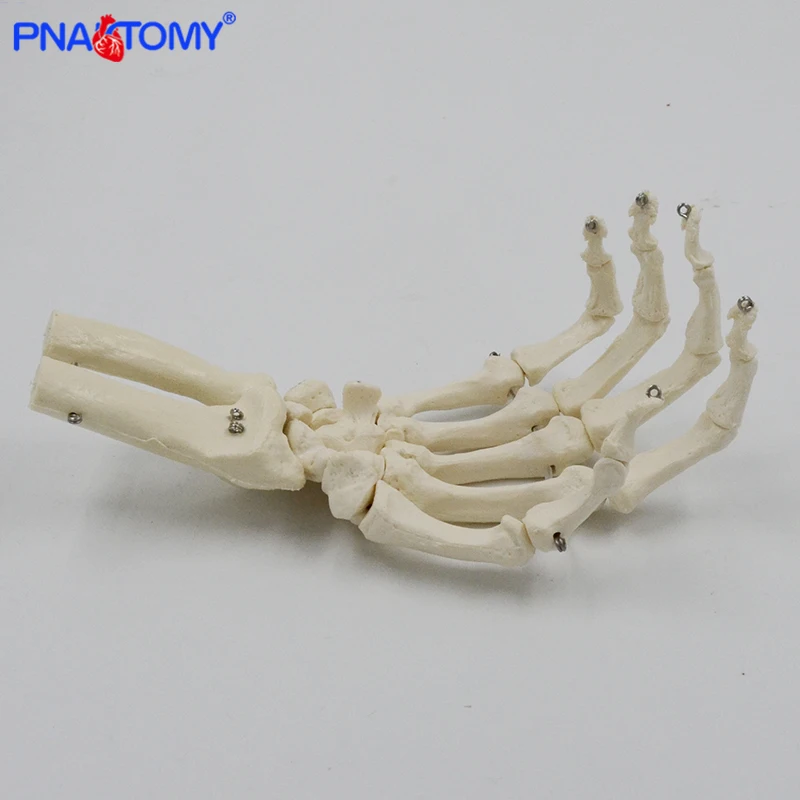 1:1 Human Hand Bone Model Adult Size Flexible Bones of Hand Radius Ulna Skeleton Anatomy Educational Equipment Medical Teaching