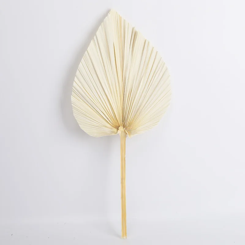 60cm Palm Fan Leaf Dried Flower Palm Leaf Window Reception Party Art Wall Hanging  Arch Arrangement Photography Props