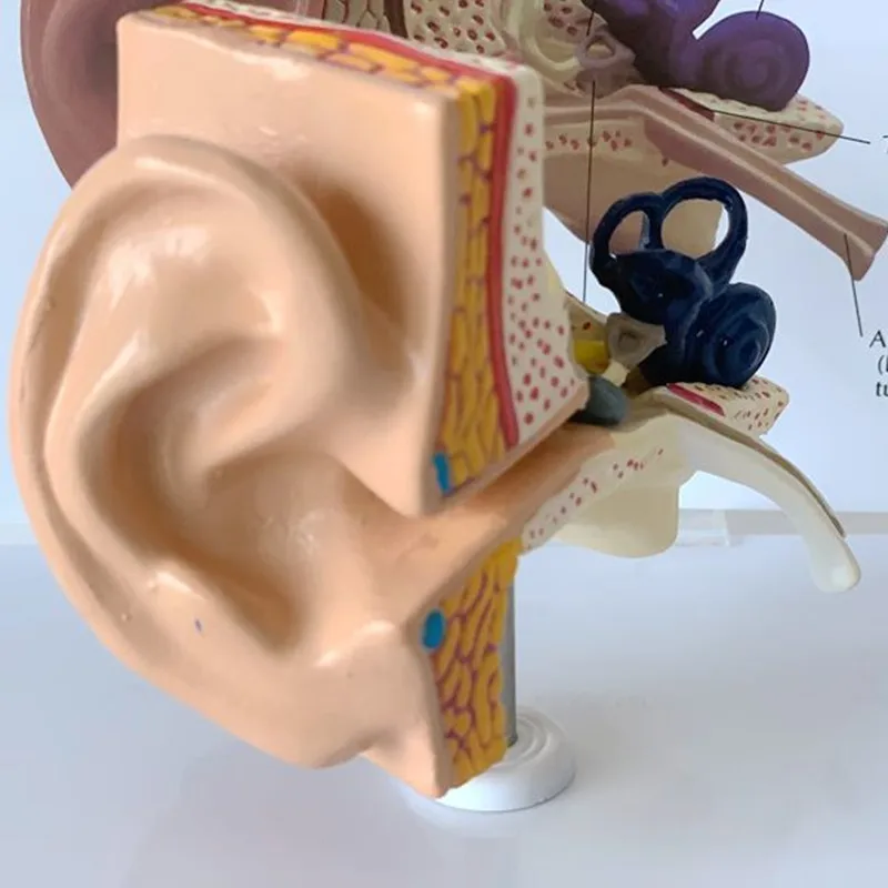 Ear Anatomical Model Outer Middle Inner Ear Auditory System Organs Ear Structure Teaching Aid