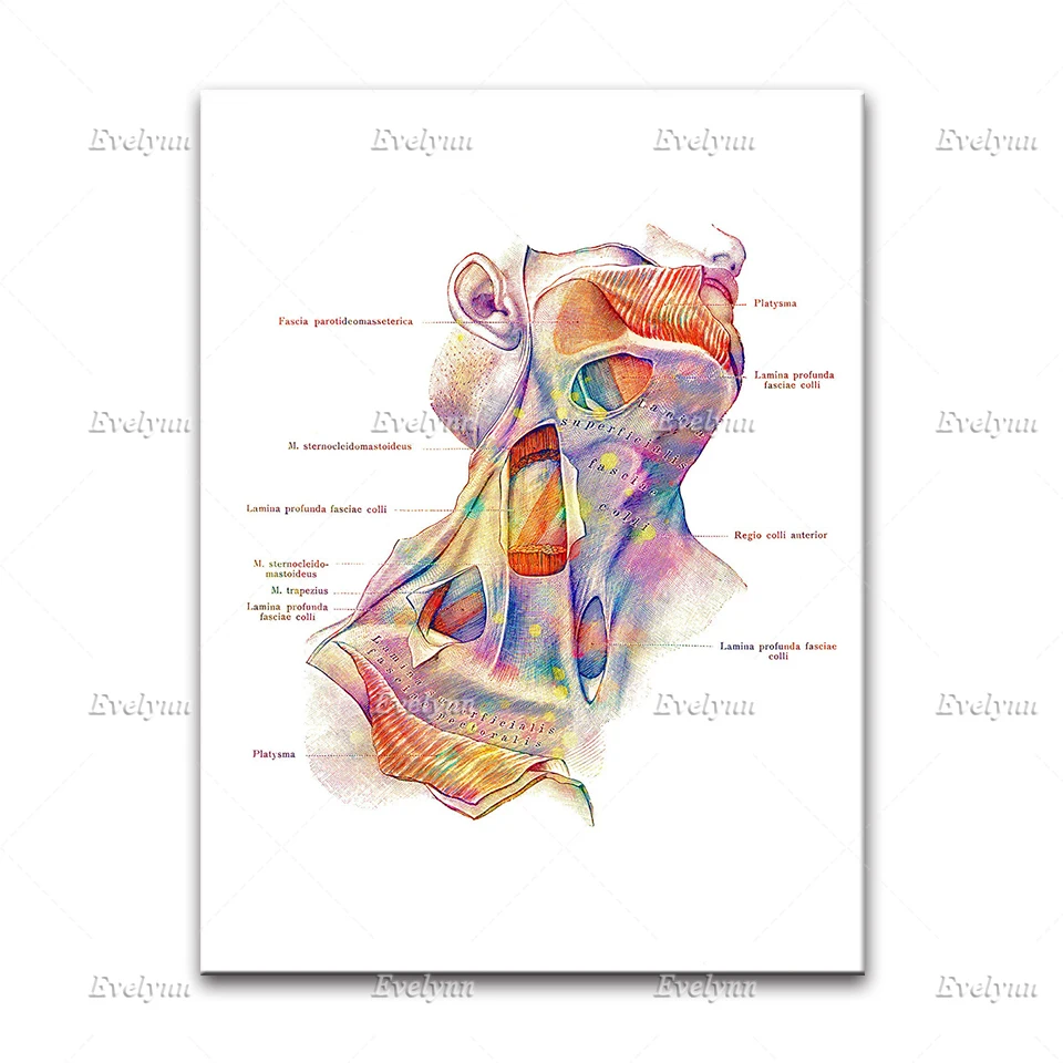 Neck Muscles Anatomy Poster Watercolor Art Medical Decor Canvas Chiropractic Clinic Wall Art Prints Massage Therapist Gift