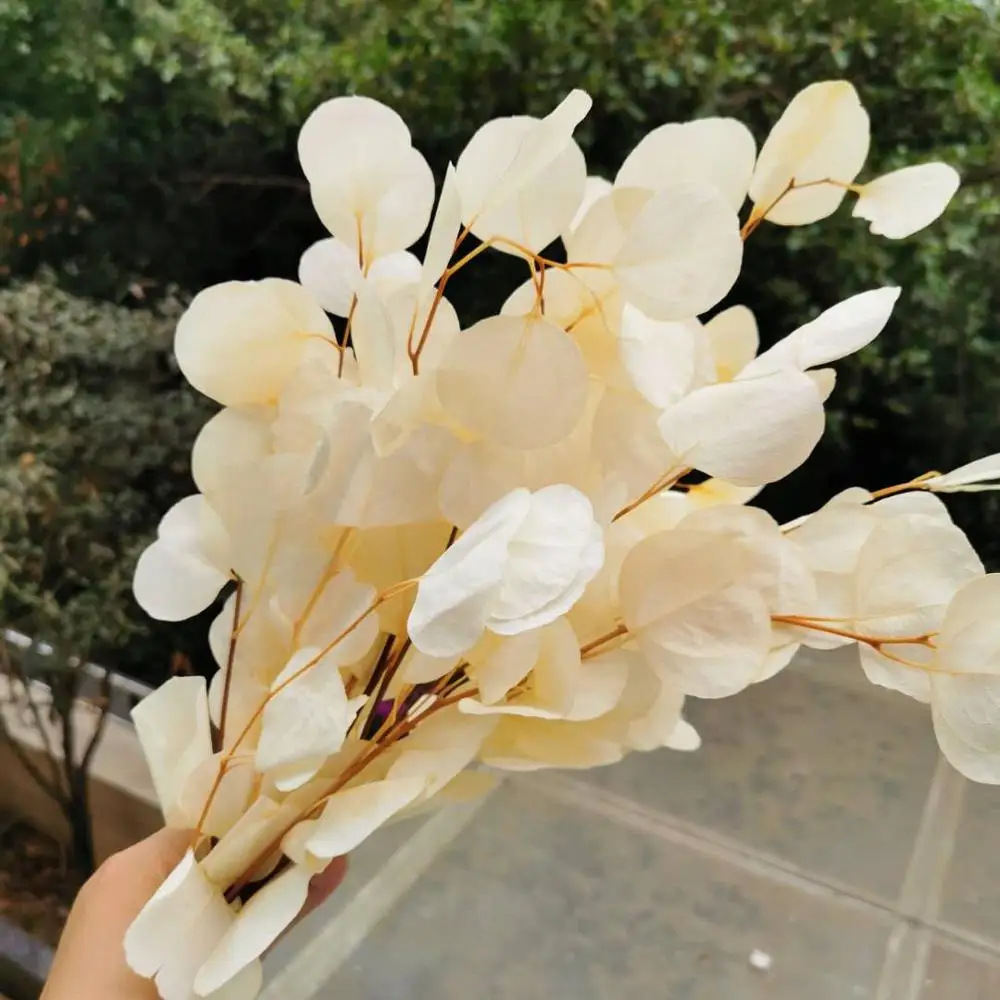 

50g/20-35cm,Natural Preserved Eucalyptus Leaves Bouquet,Eternal display arrange flowers for Wedding Home Decoration accessories