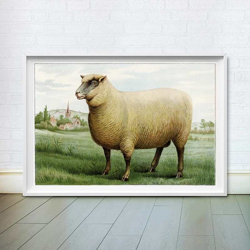 Southdown Wether Sheep Illustration Farm Animal Canvas Poster Wall Art Painting Prints Vintage Decorative Picture Home Decor