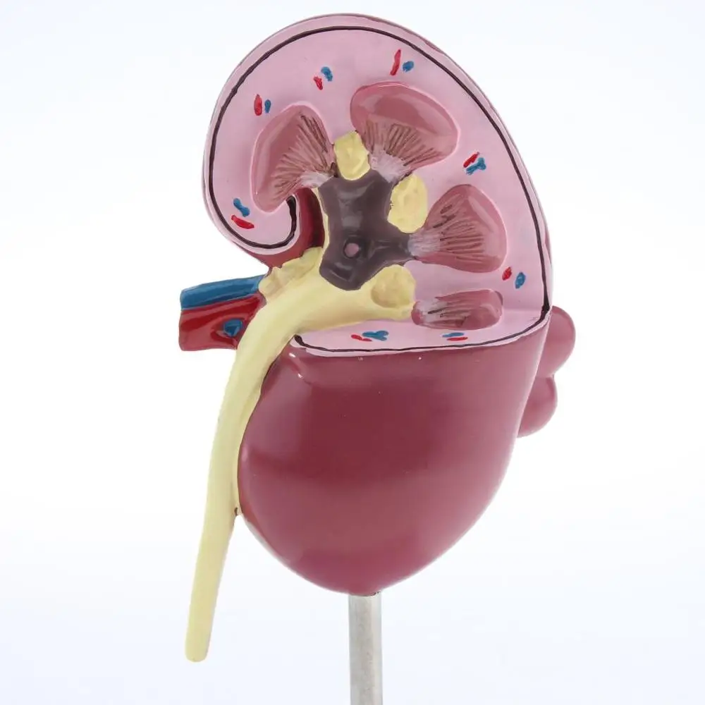 

Kidney Human Anatomical Model 2Sided, Normal and with Pathologies