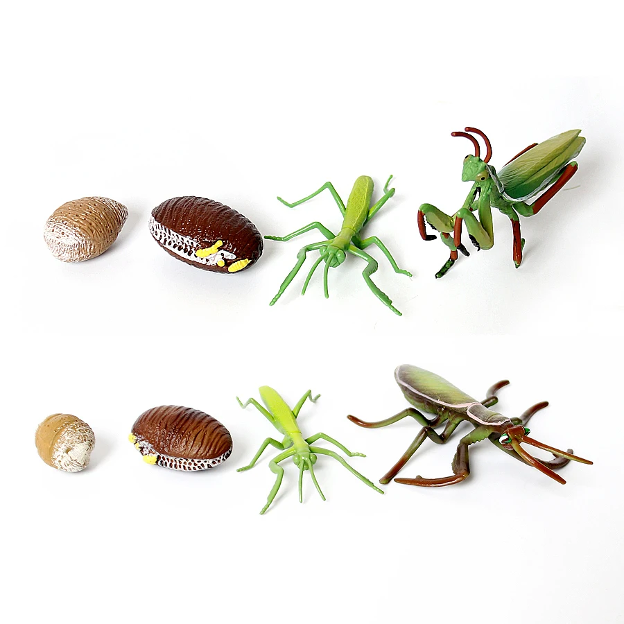 

Realistic Praying Mantis 4 Piece Life Cycle Figures Shows Life Cycle of A Cute Praying Mantis Model Miniature Educational Toys