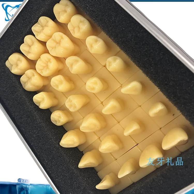 

1.2X 2X Enlarge Crown Carving Prepare Tooth Model Dental Model Carved Teeth Model Medical Science Teaching Anatomical Models