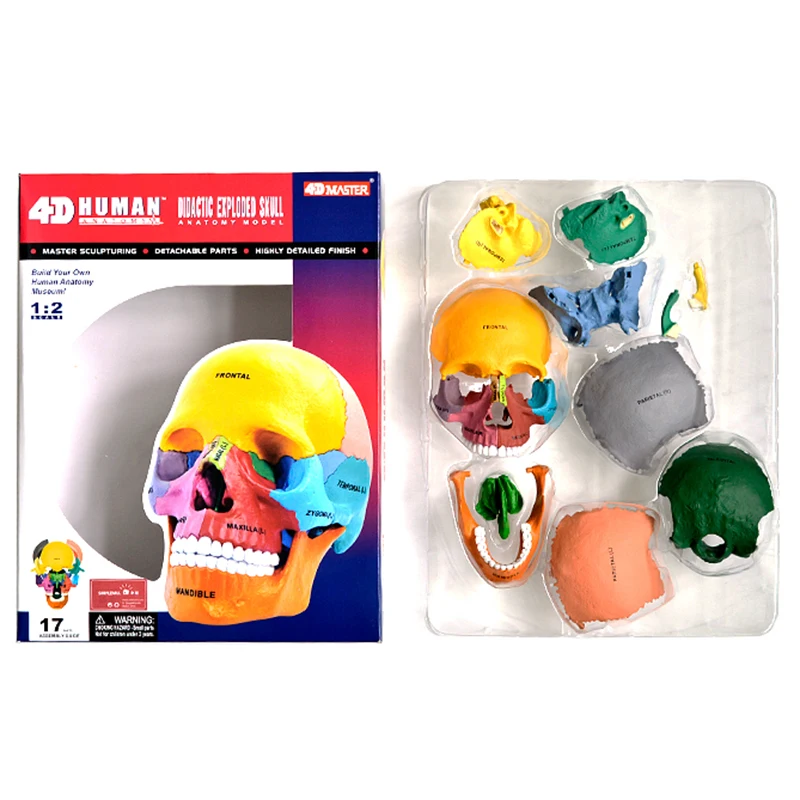 Human Exploded Colored Skull Model 17 Parts Anatomy Model Detachable DIY Toy Educational Equipment with Manual 4D MASTER