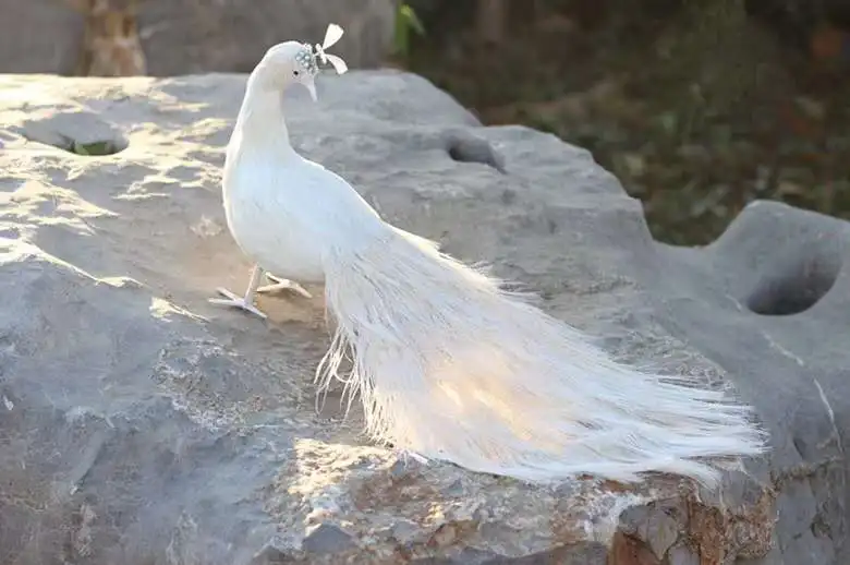 cute real life white peacock model foam&feather simulation turned back beautiful peacock bird gift about 60cm xf2902