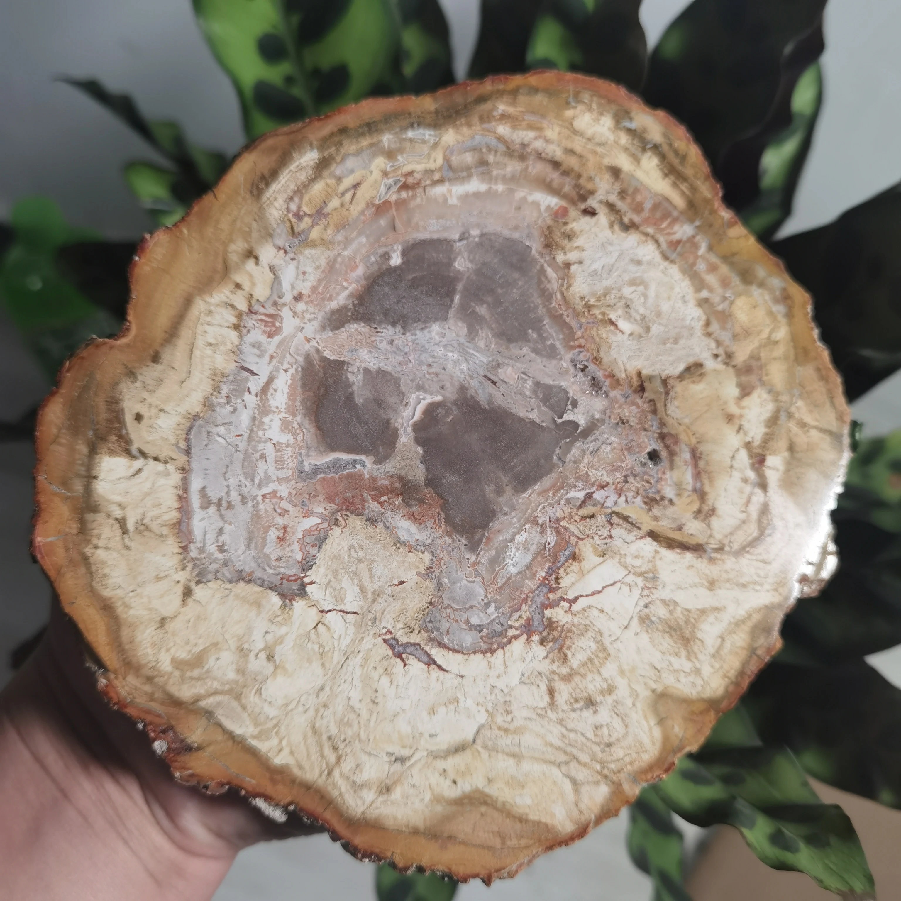 NATURAL PETRIFIED WOODEN COASTER CRYSTAL POWER STONE GIFT