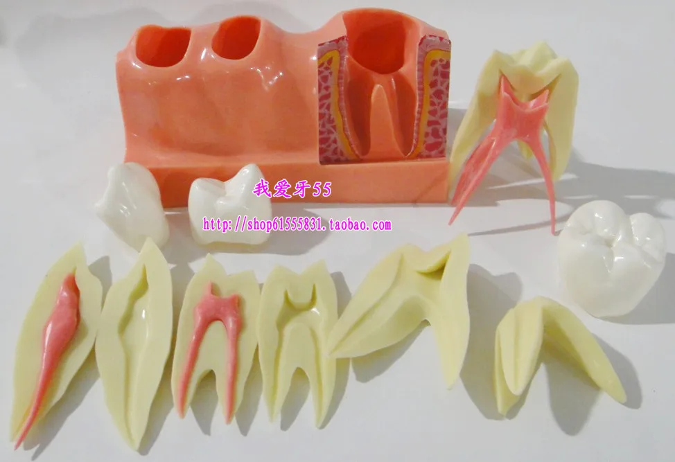 Oral break down model Dental Materials free shipping