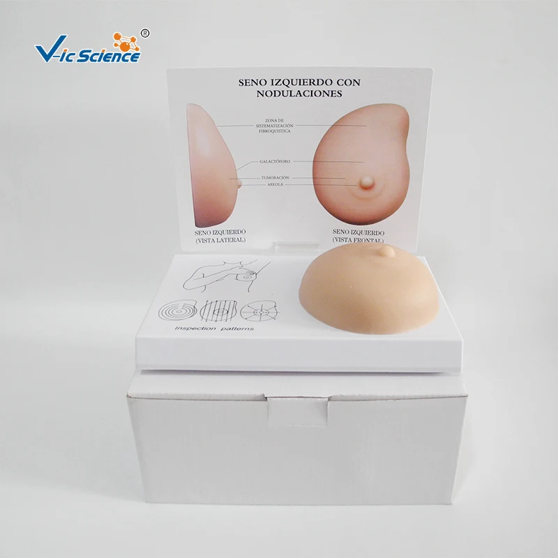 Education Advance  Plastic Breast pathological examination model